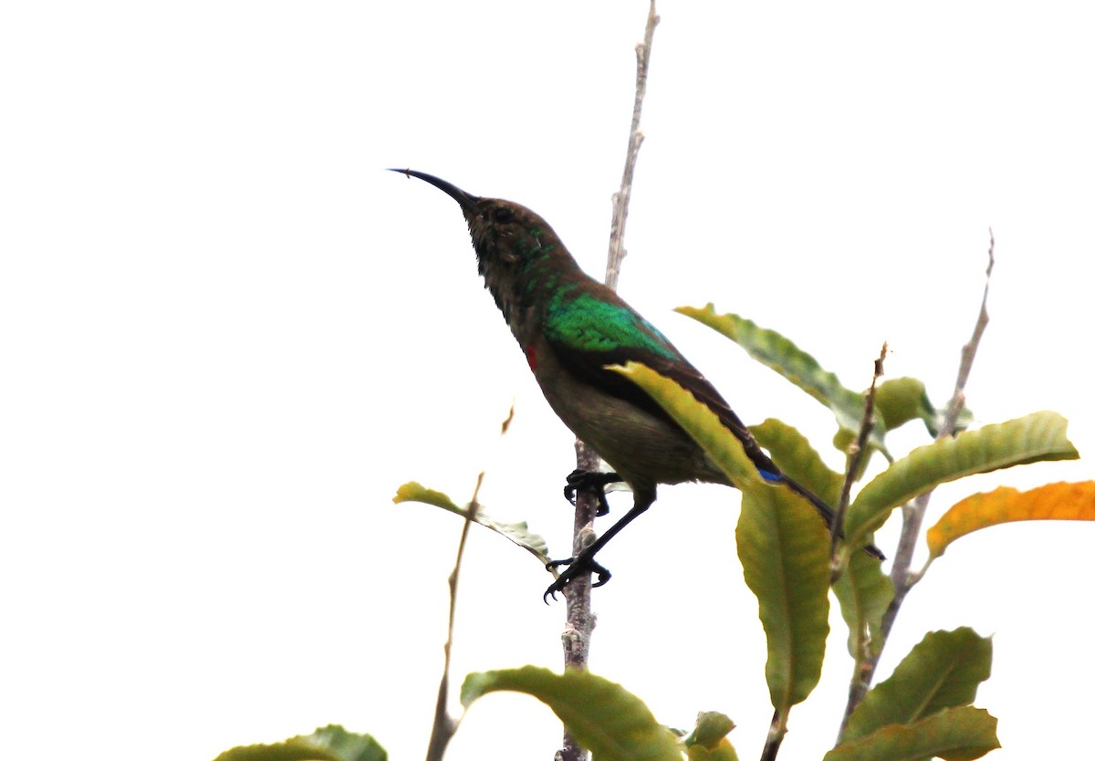 Southern Double-collared Sunbird - ML616405302