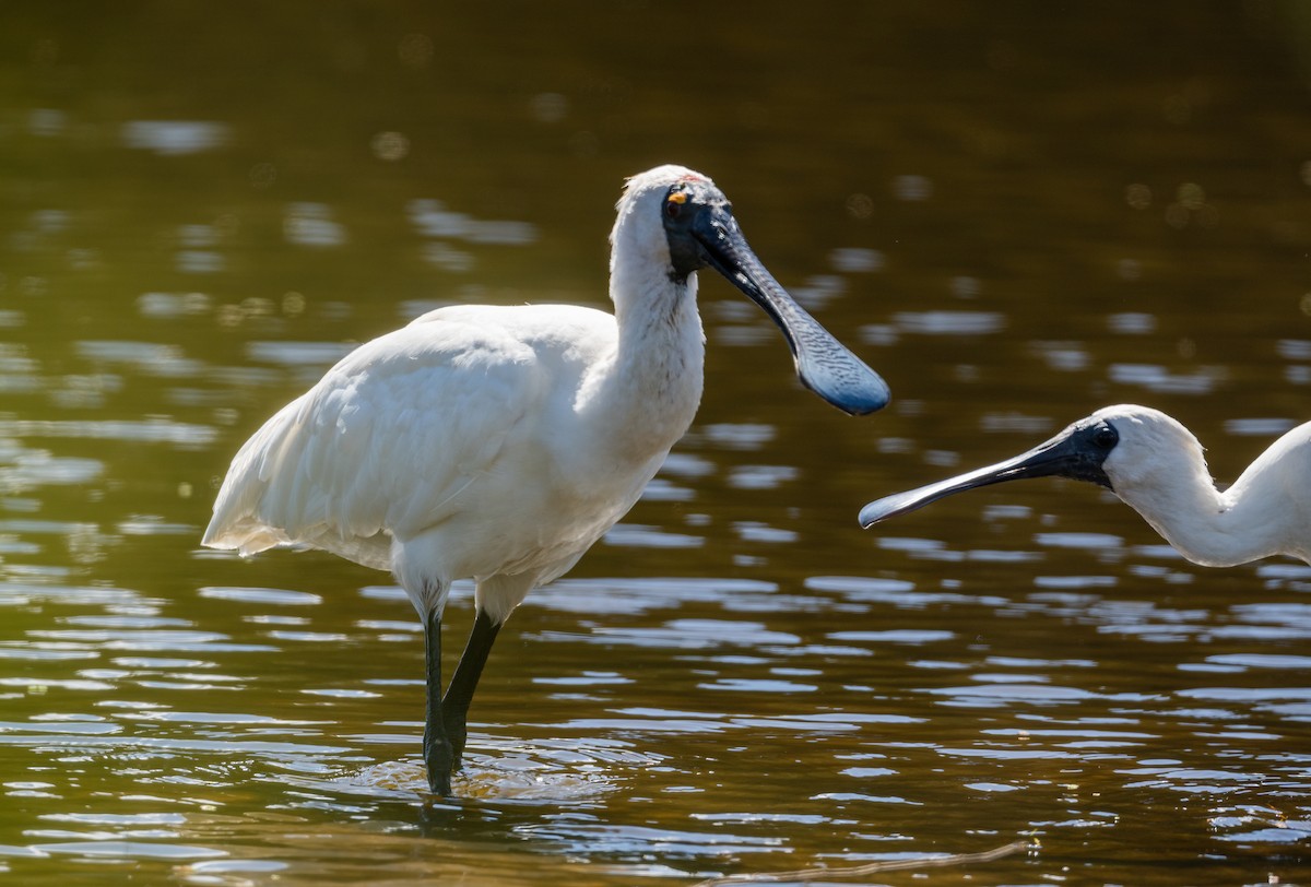 Royal Spoonbill - ML616405320