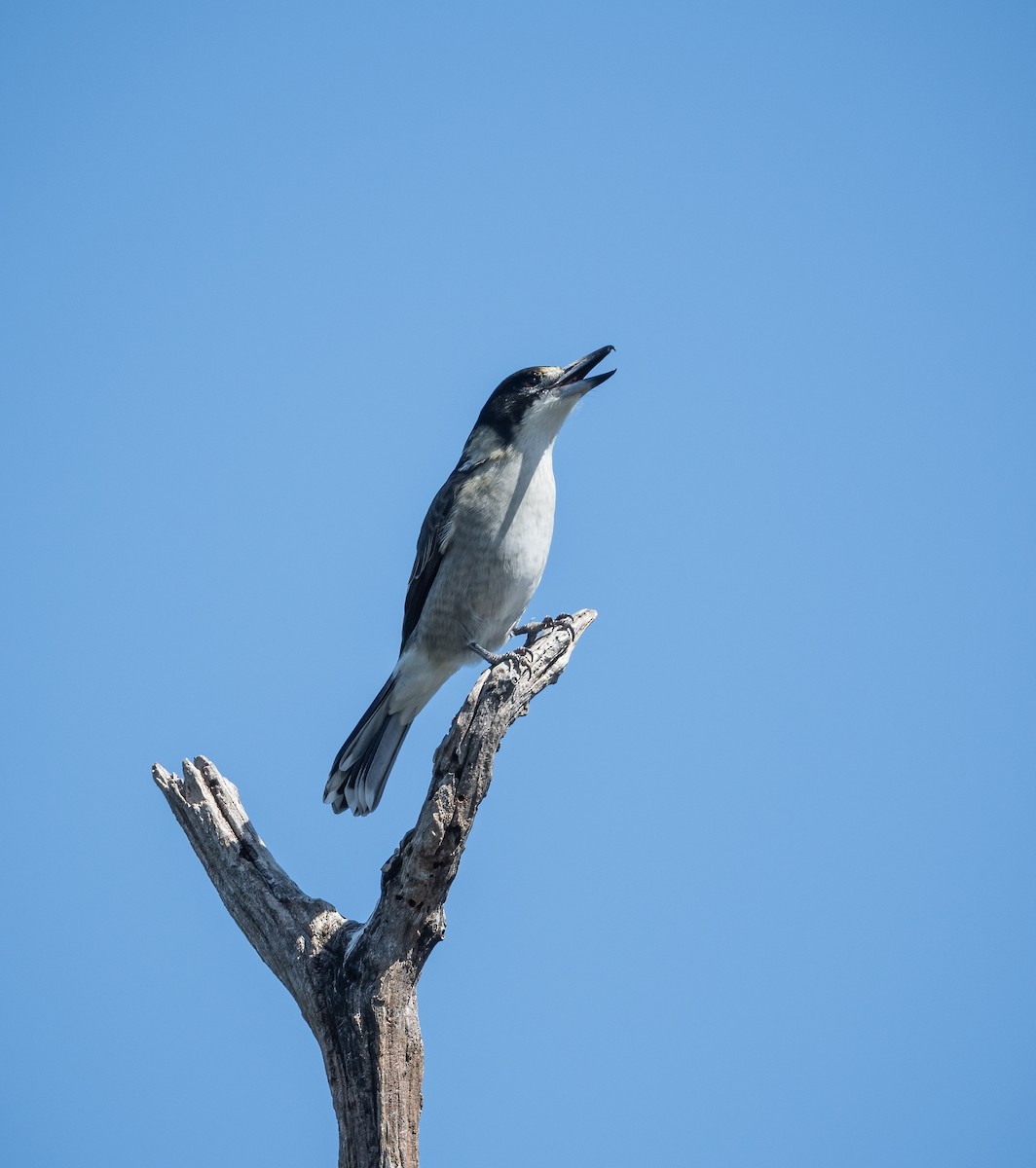 Gray Butcherbird - ML616405343