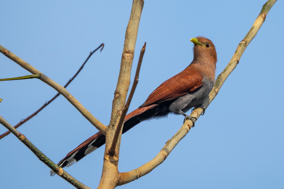 Squirrel Cuckoo - ML616405349