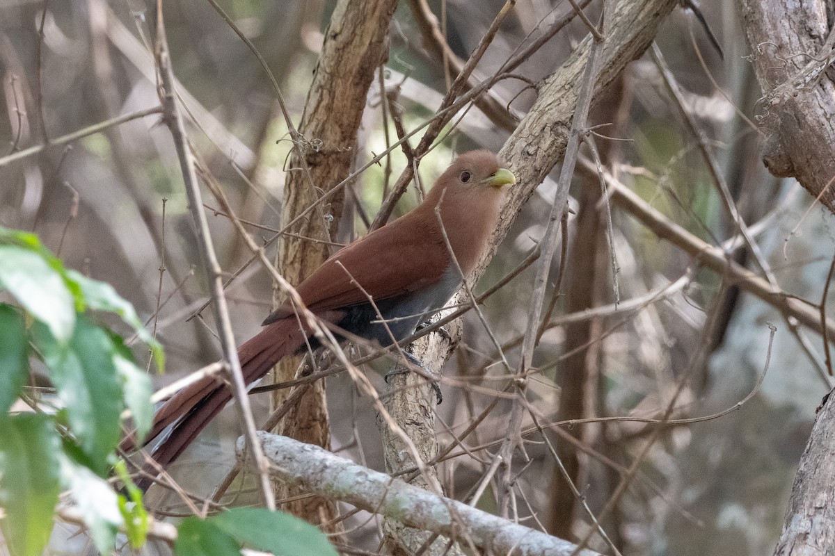 Squirrel Cuckoo - ML616405351