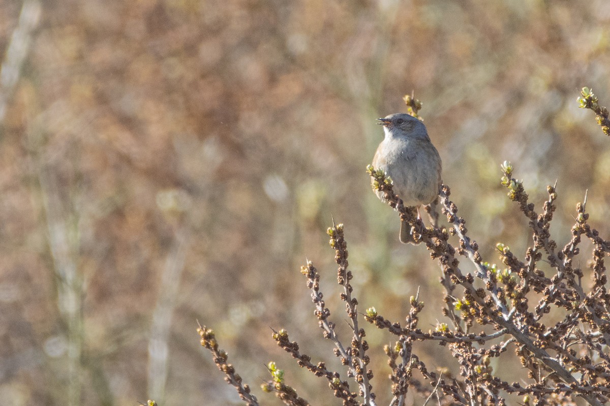 Dunnock - ML616405386