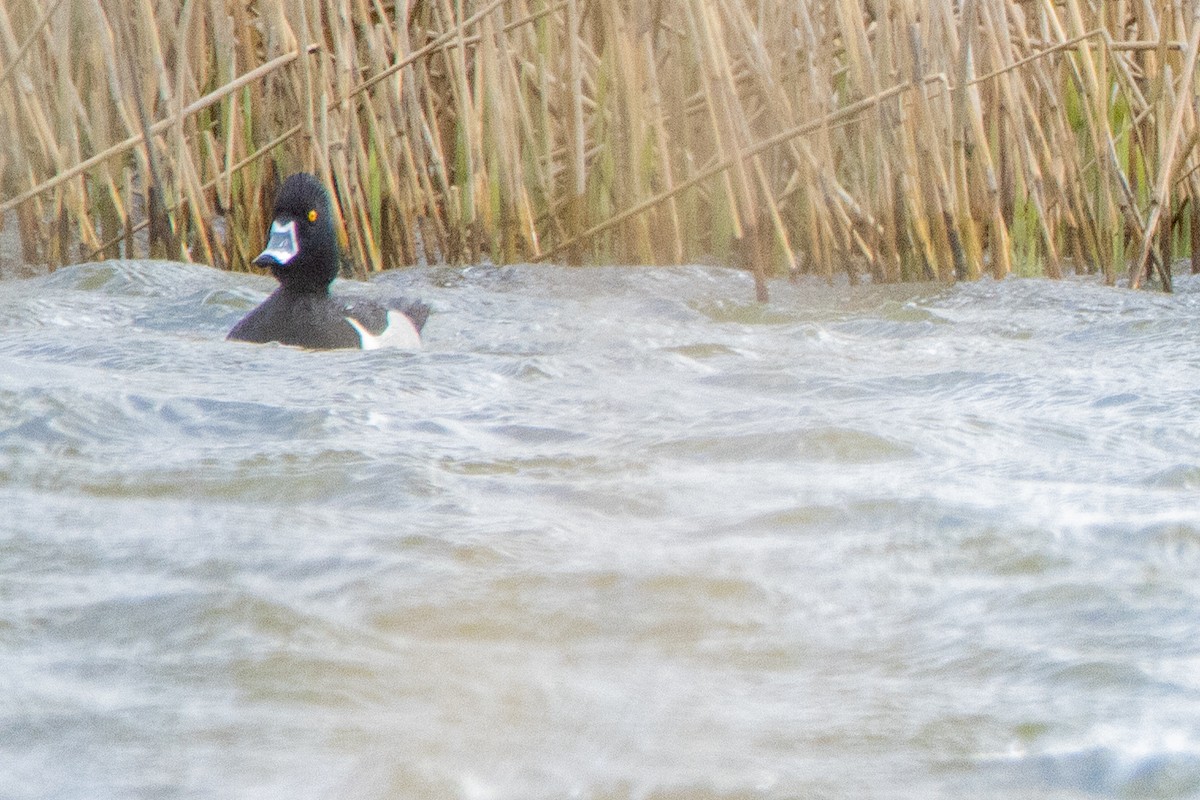 Ring-necked Duck - Jeff Hullstrung