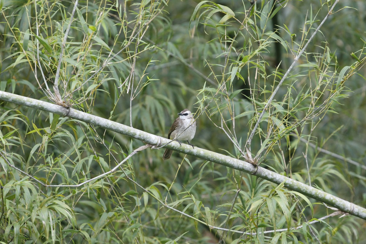 Yellow-vented Bulbul (Sunda) - ML616405411