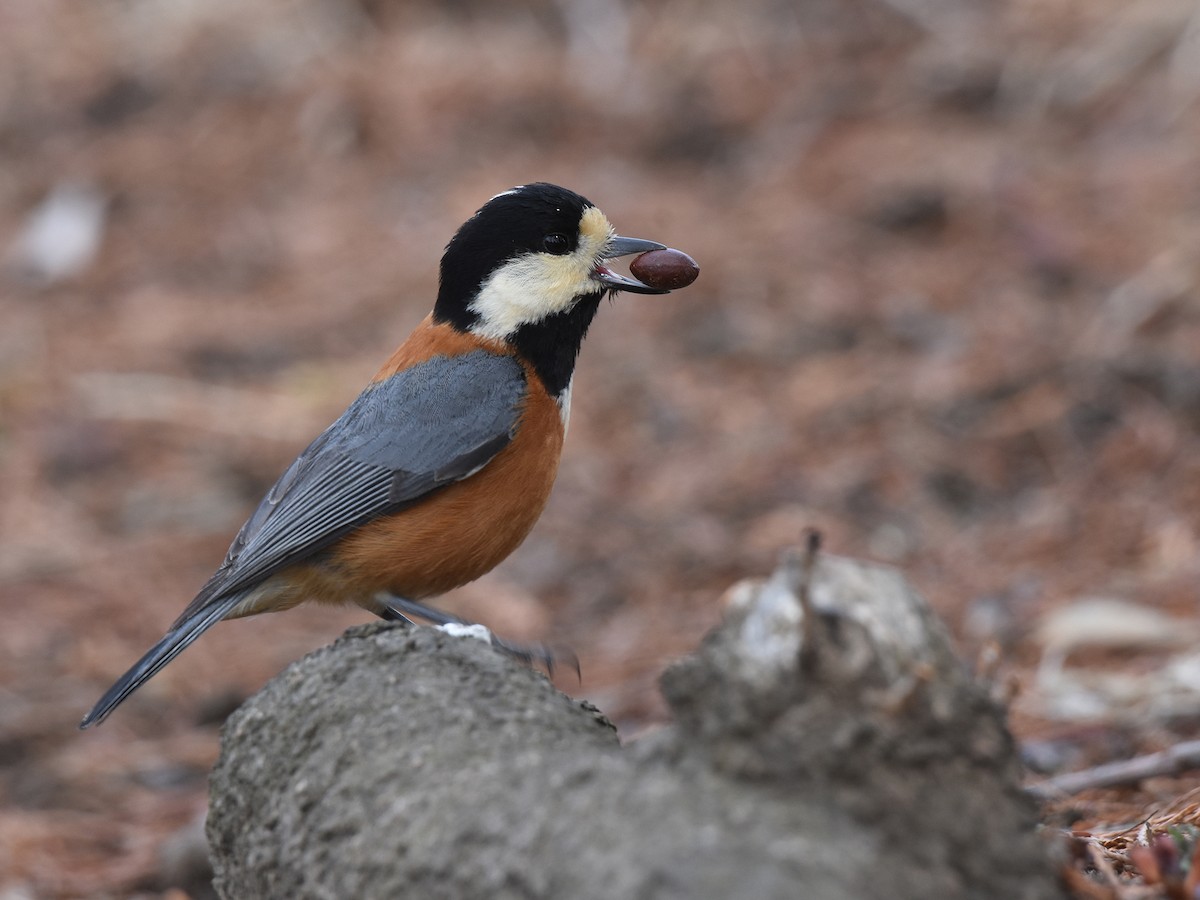 Varied Tit - ML616405472