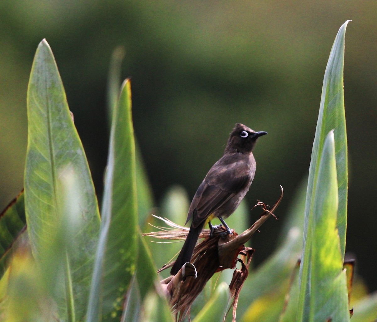 Cape Bulbul - ML616405477