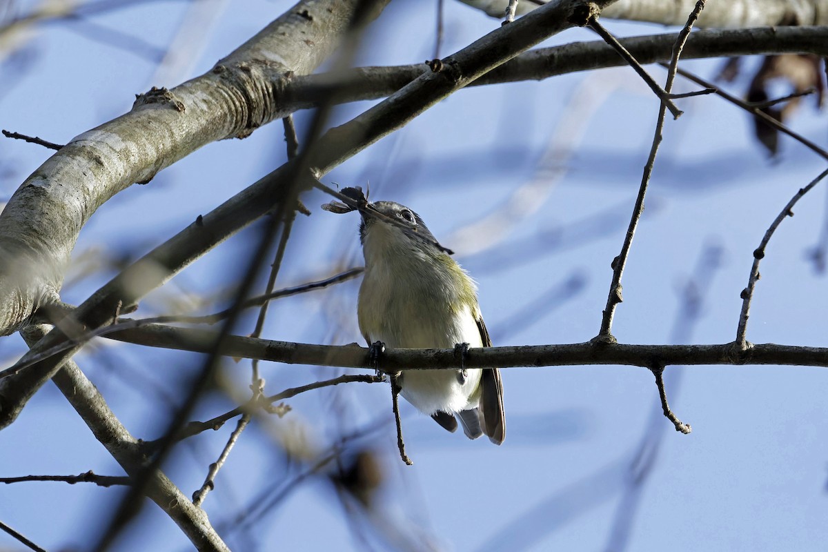 Blue-headed Vireo - Donnie Coody