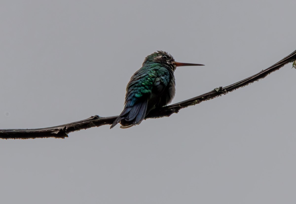 kolibřík lesklobřichý - ML616405517