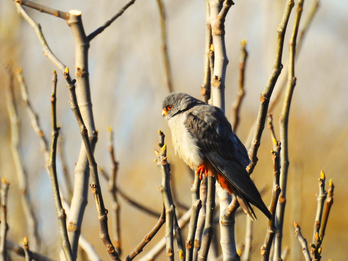 Red-footed Falcon - Güneş Deniz Yıldırım