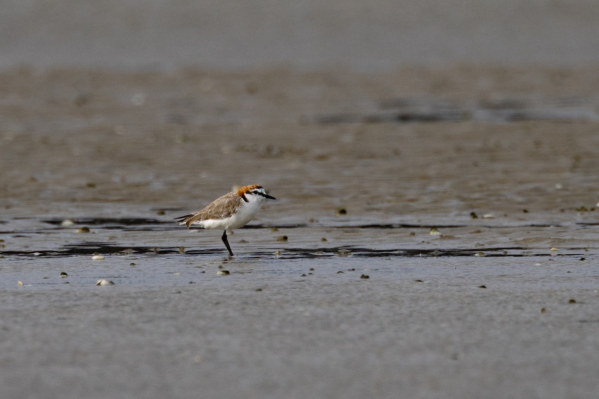 Red-capped Plover - ML616405537