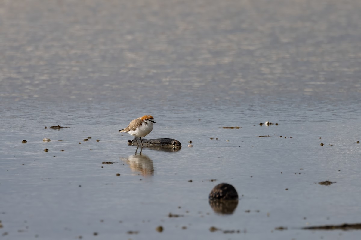 Red-capped Plover - ML616405538