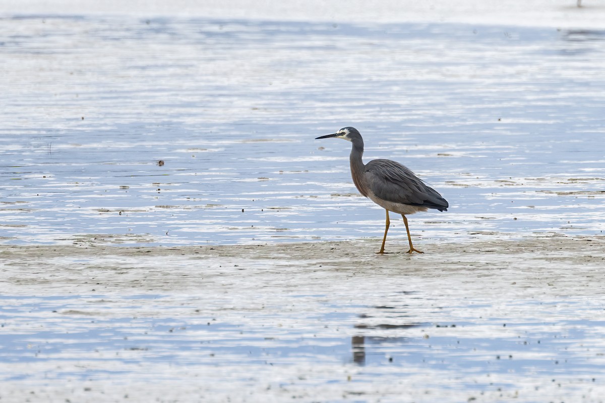 White-faced Heron - ML616405544