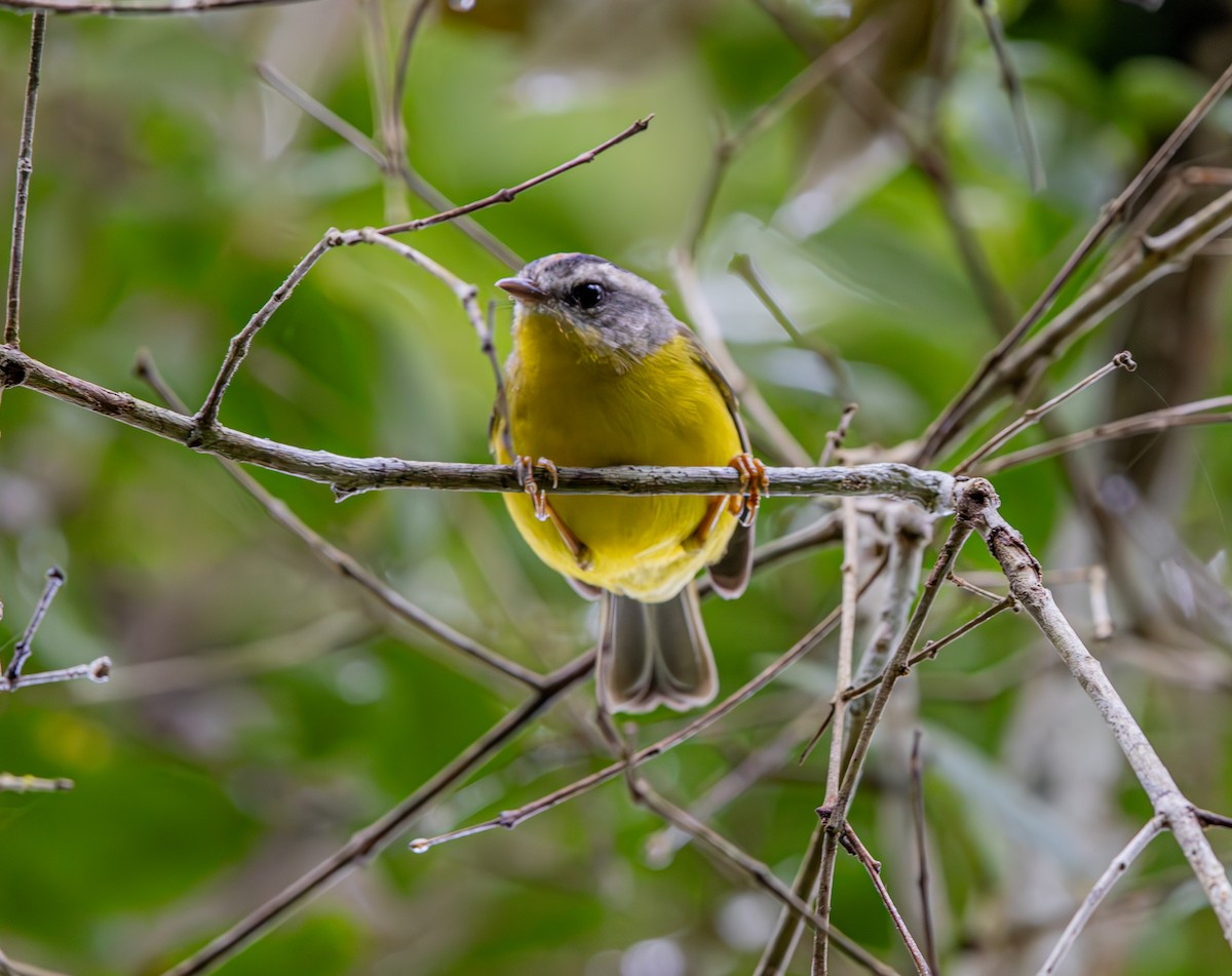 Golden-crowned Warbler - Felipe Aoyagui