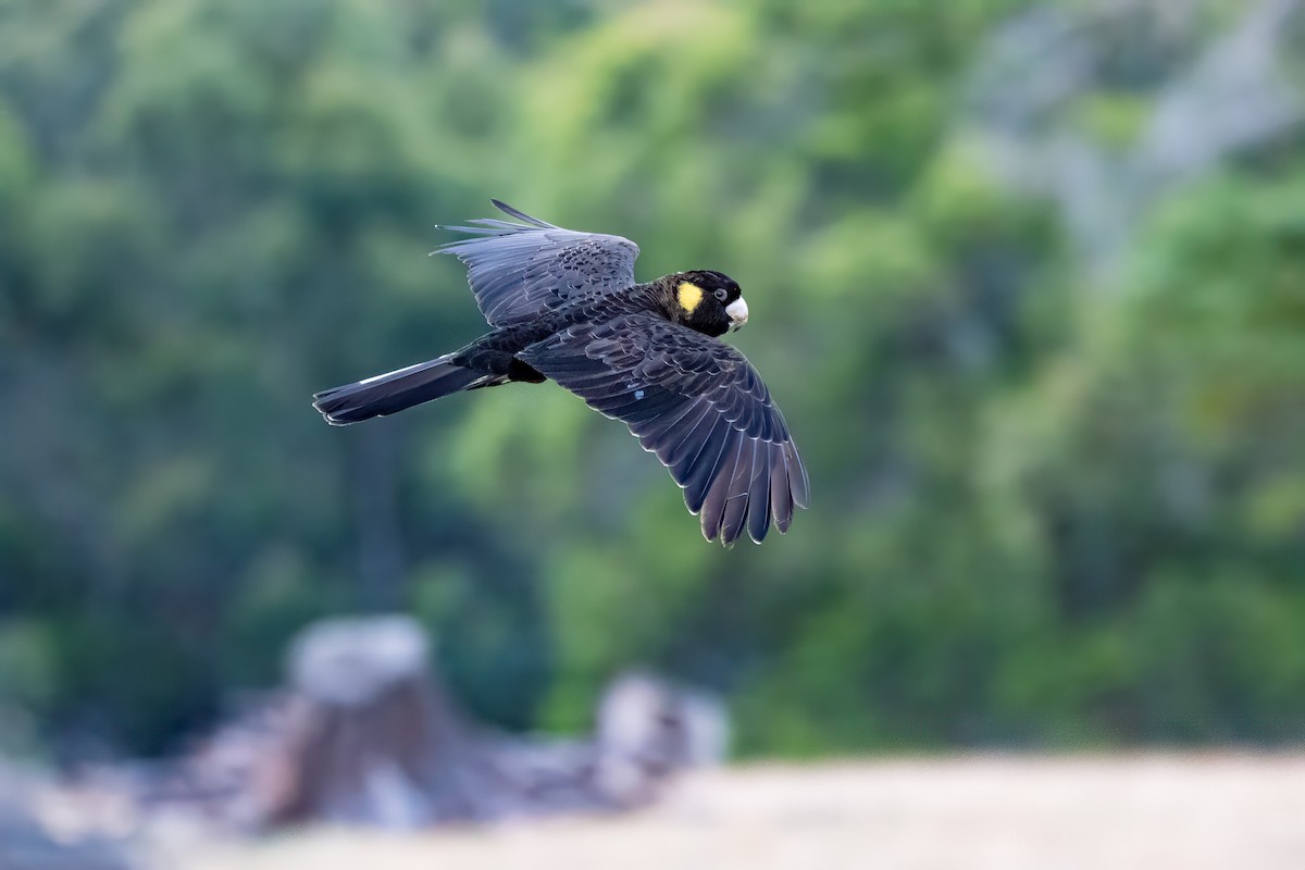 Cacatúa Fúnebre Coliamarilla - ML616405565