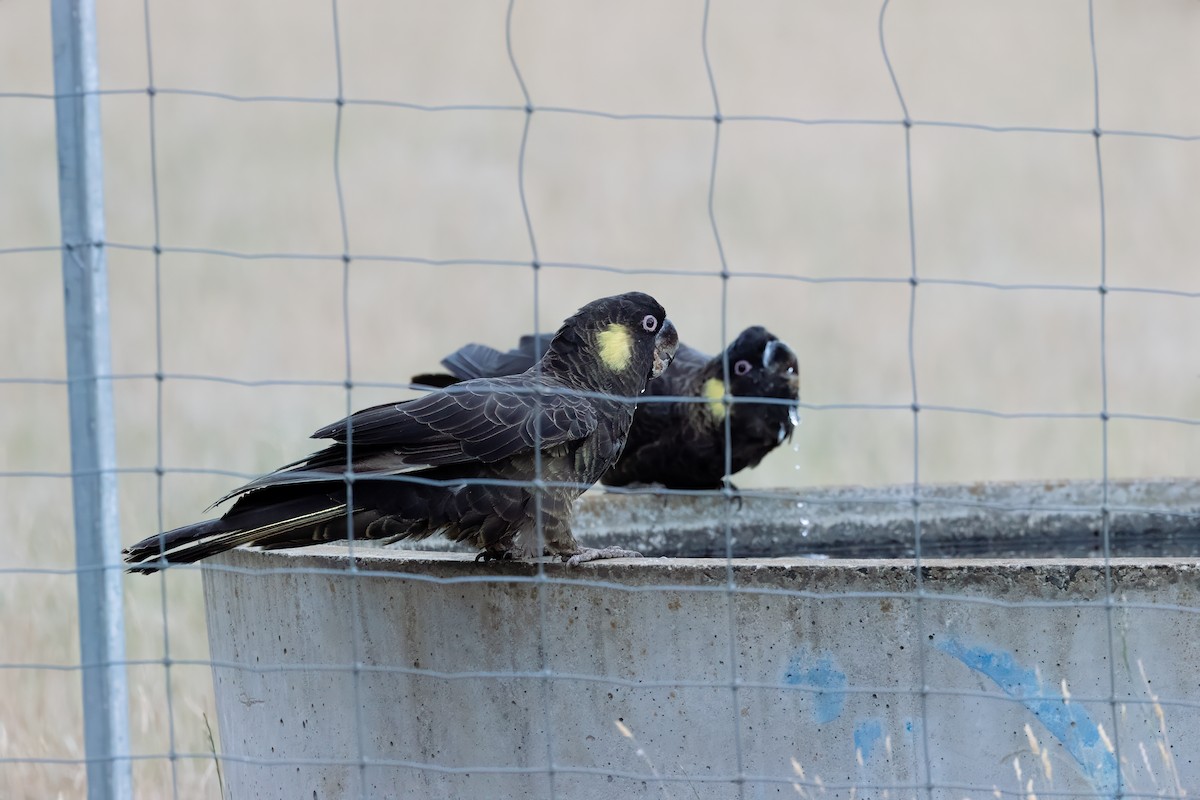 Cacatúa Fúnebre Coliamarilla - ML616405566