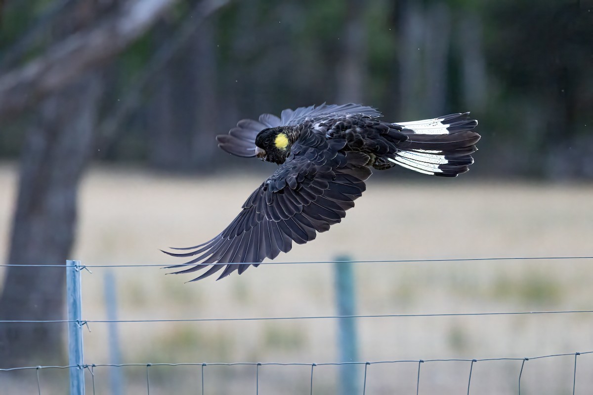 Cacatúa Fúnebre Coliamarilla - ML616405570