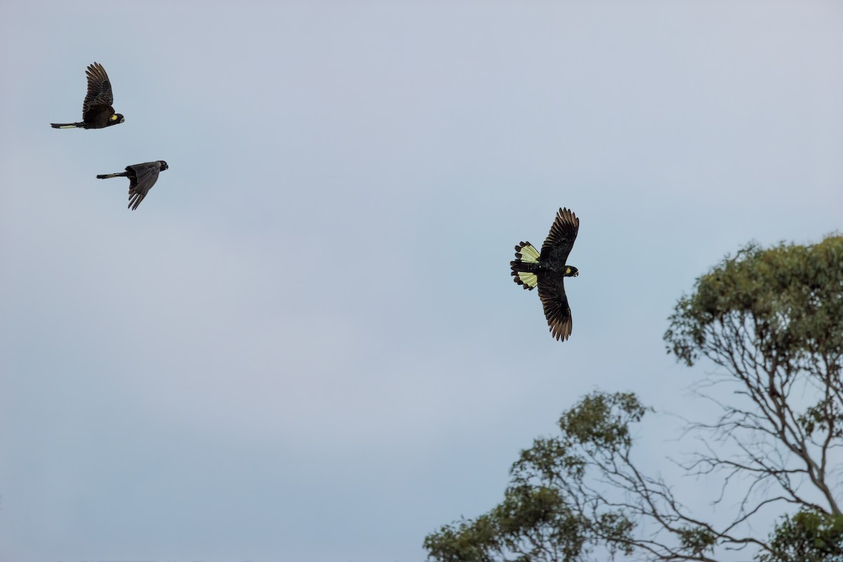 Yellow-tailed Black-Cockatoo - ML616405576