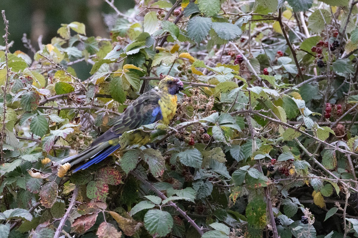 Green Rosella - ML616405581