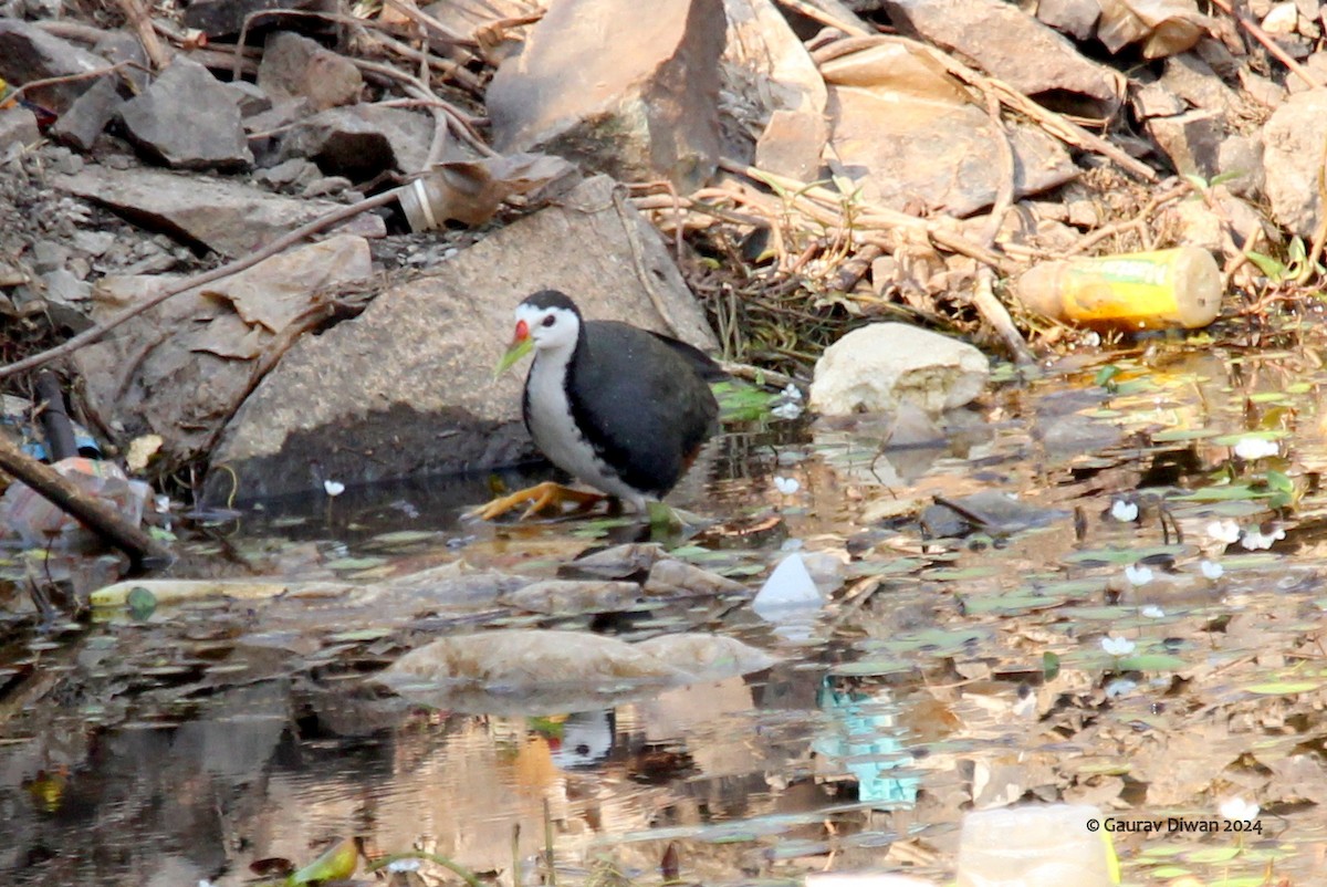 White-breasted Waterhen - ML616405618