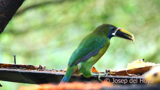 Northern Emerald-Toucanet - ML616405620