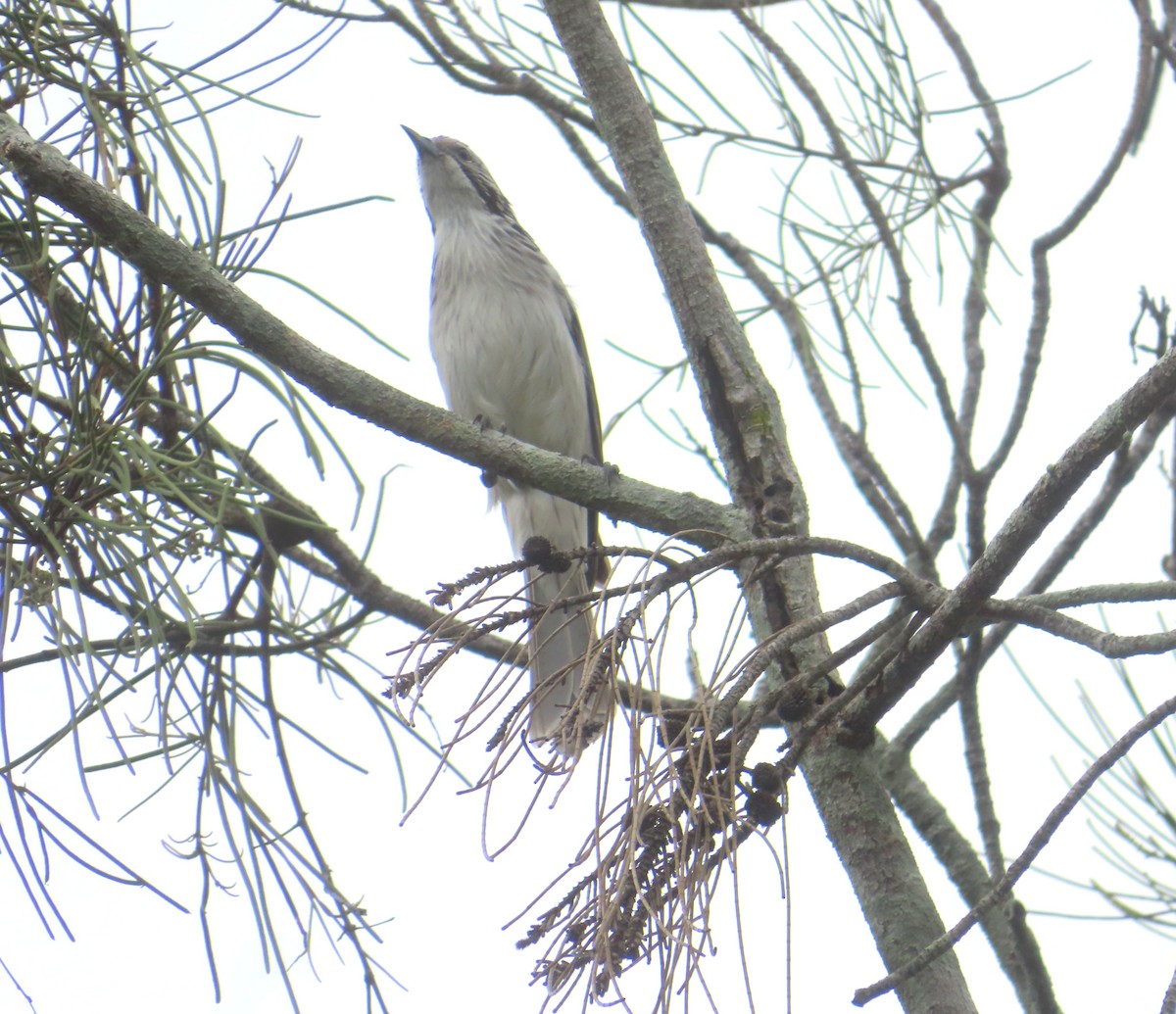 Striped Honeyeater - ML616405622