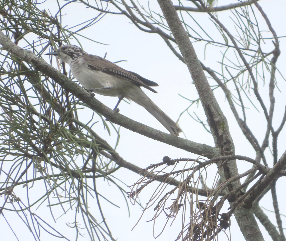 Striped Honeyeater - Paul Dobbie