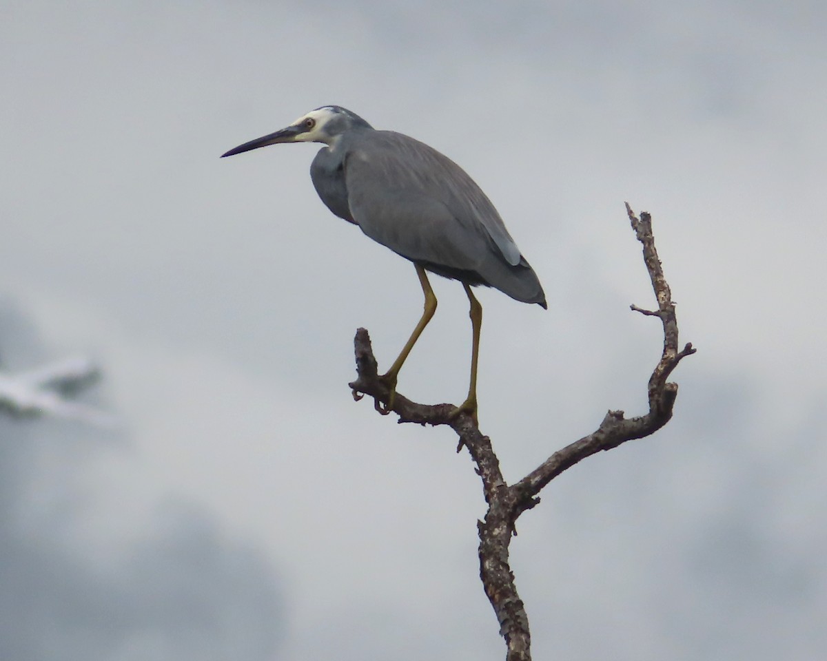 White-faced Heron - ML616405635