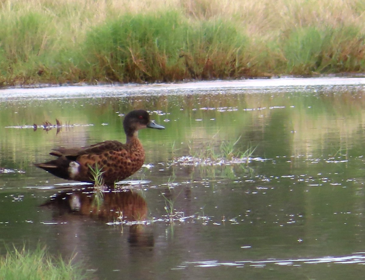 Chestnut Teal - ML616405636