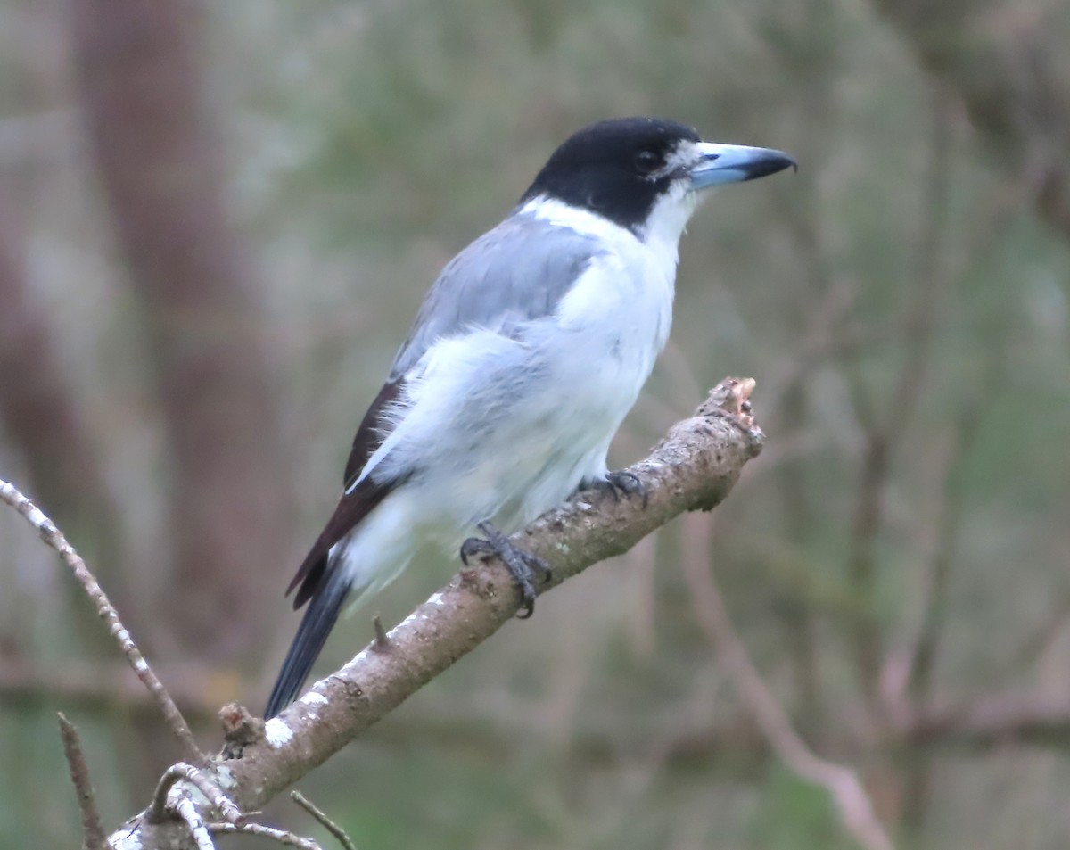 Gray Butcherbird - ML616405637