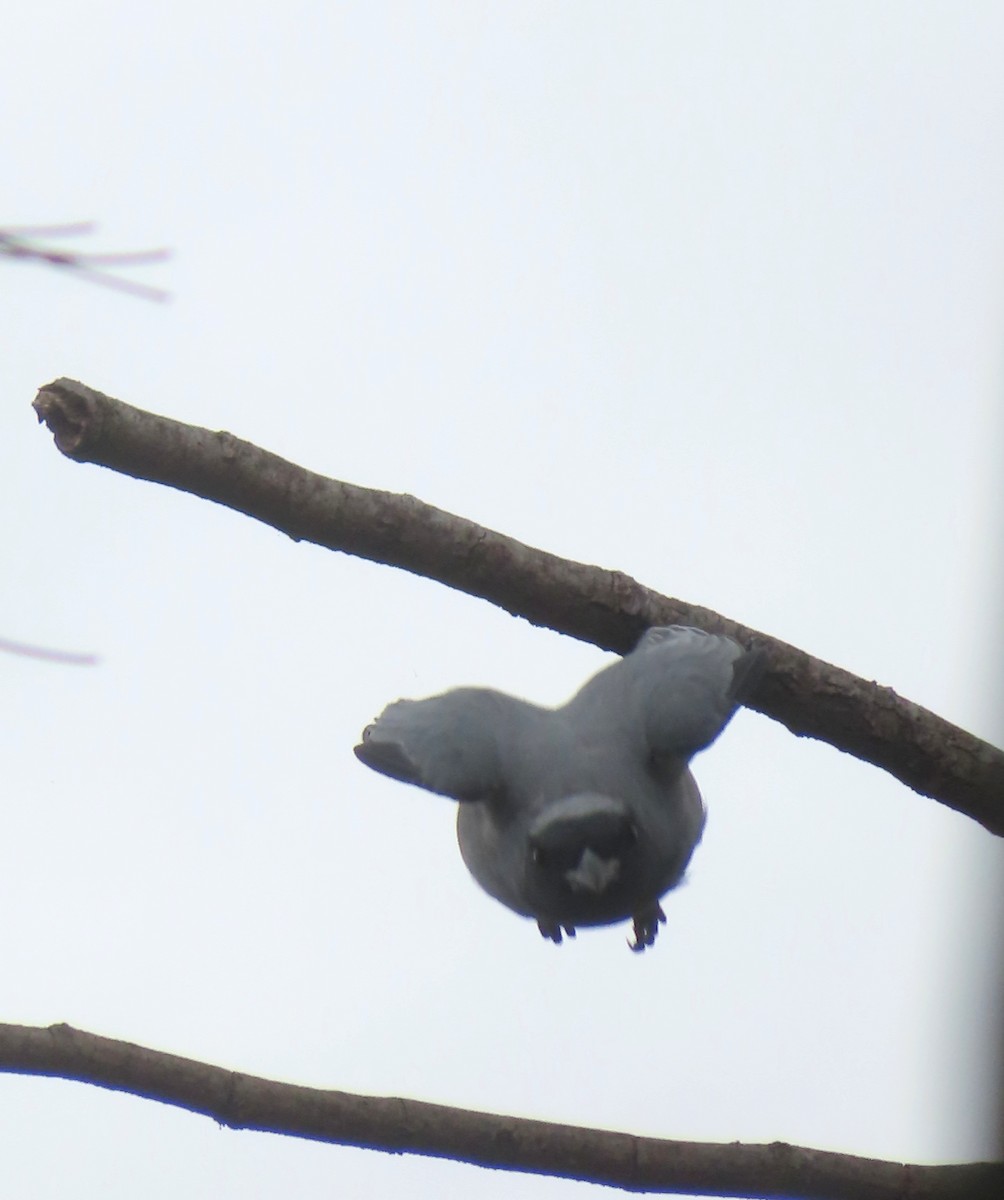 Black-faced Cuckooshrike - ML616405647