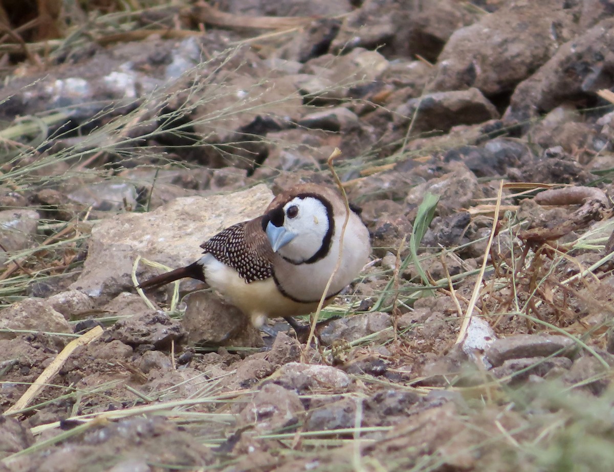 Double-barred Finch - ML616405653