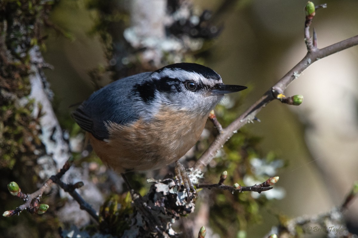 Red-breasted Nuthatch - ML616405661