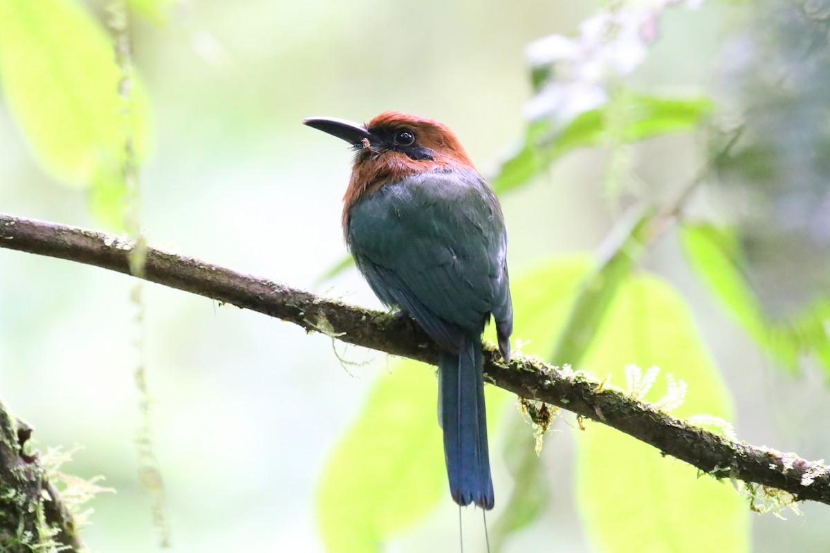 Rufous Motmot - ML616405663