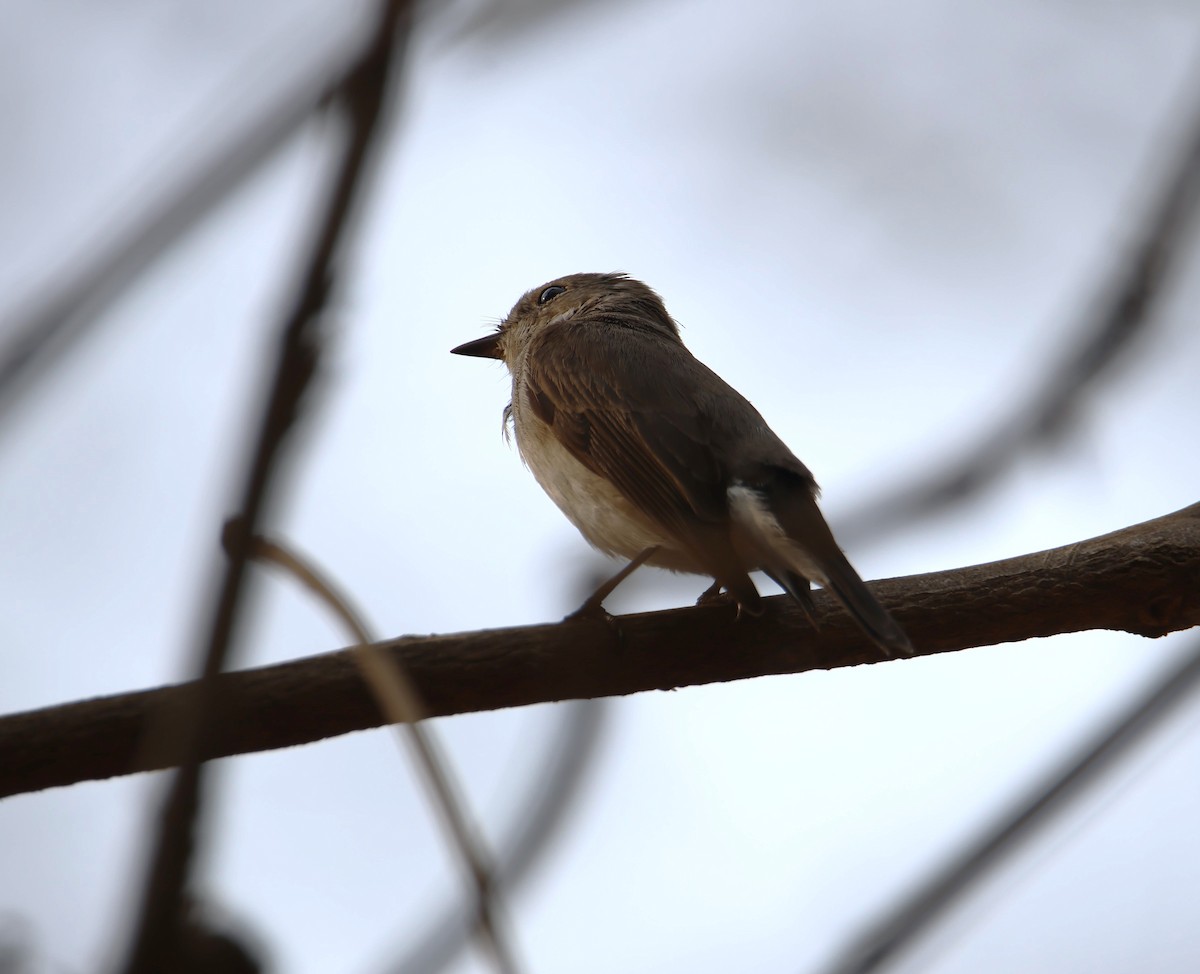 Taiga/Red-breasted Flycatcher - ML616405679