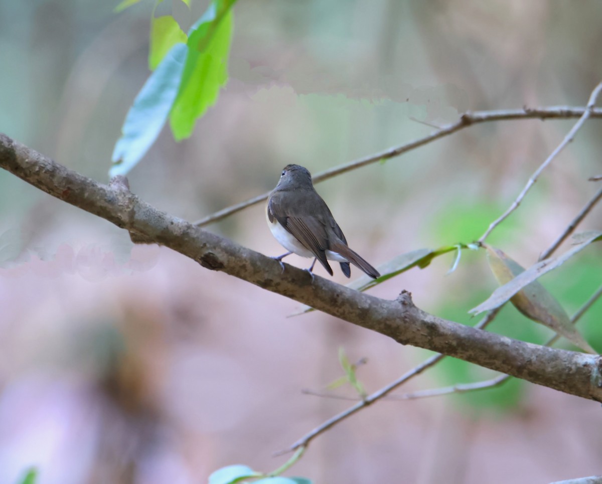 Taiga/Red-breasted Flycatcher - ML616405681