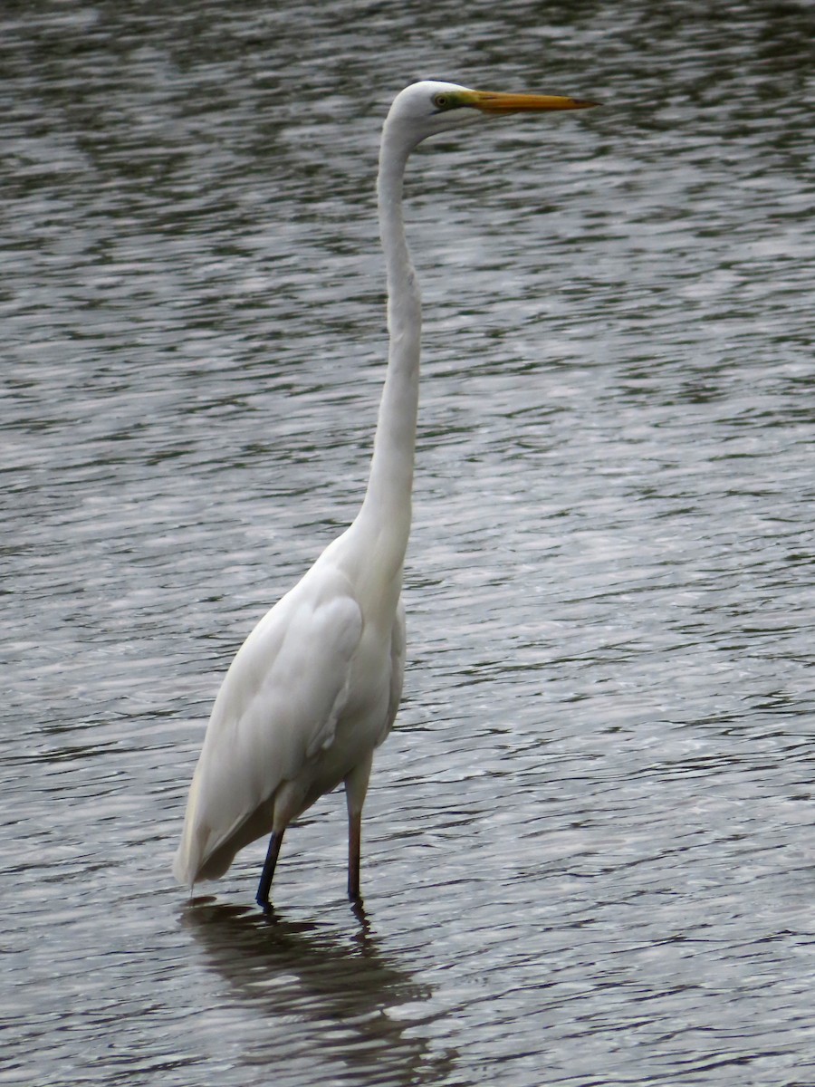 Great Egret - ML616405682