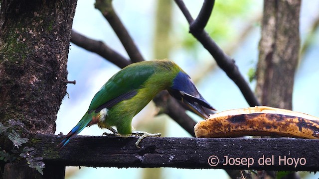 Toucanet émeraude - ML616405701