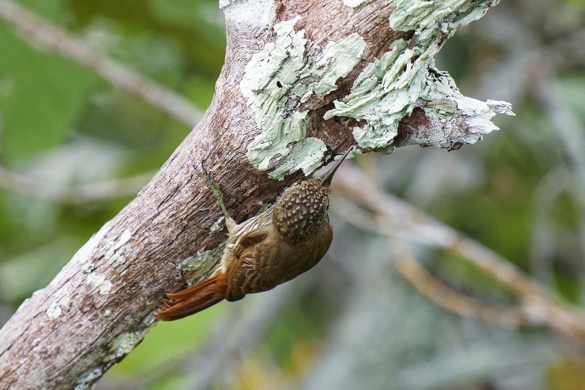 Guianan Woodcreeper - Holger Teichmann