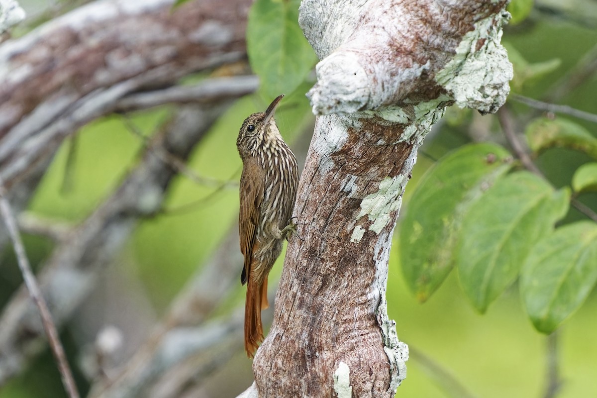 Guianan Woodcreeper - Holger Teichmann