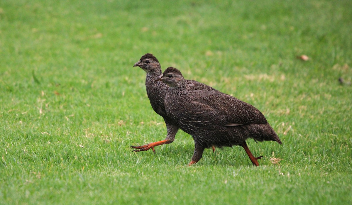 Cape Spurfowl - ML616405710