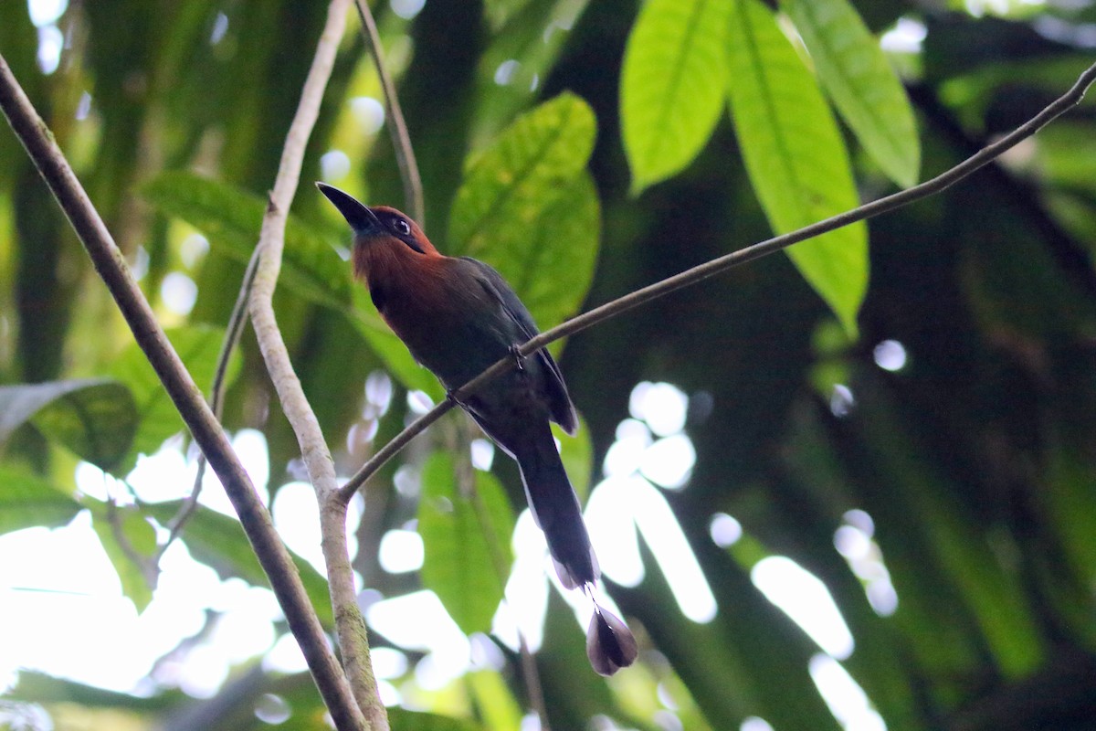 Rufous Motmot - ML616405723