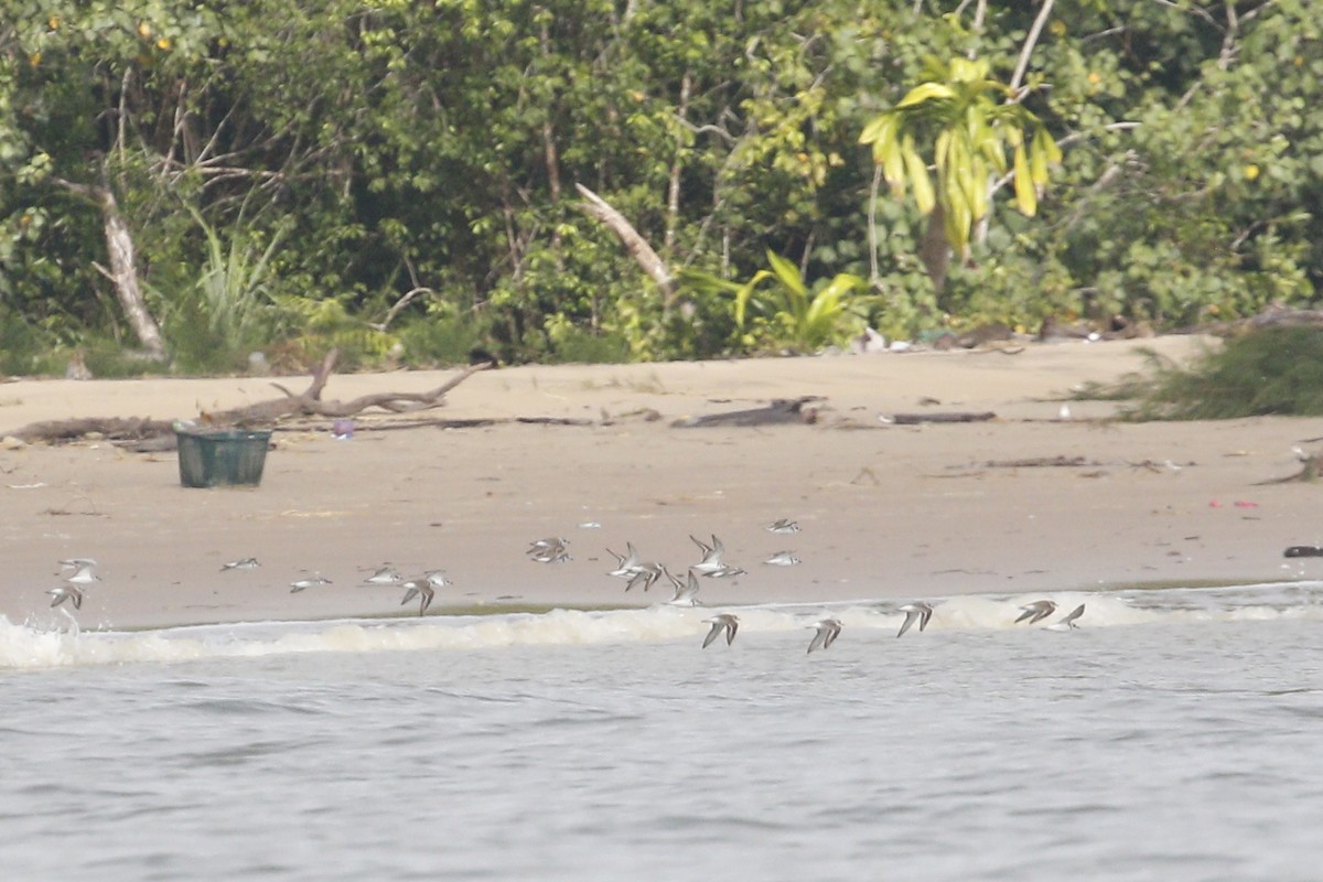 Kentish Plover - mickey wu