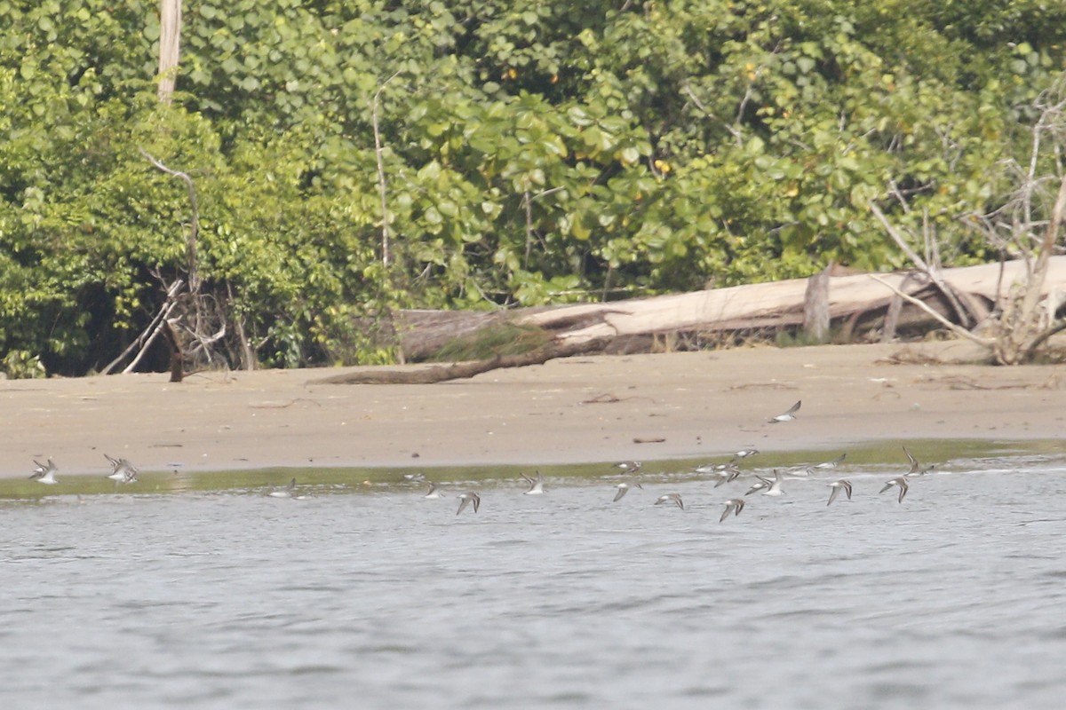 Kentish Plover - ML616405786