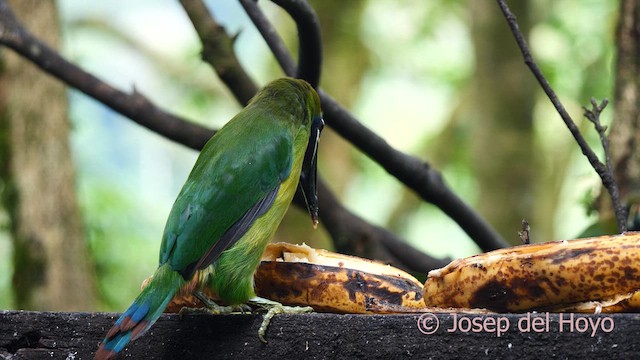 Northern Emerald-Toucanet - ML616405792