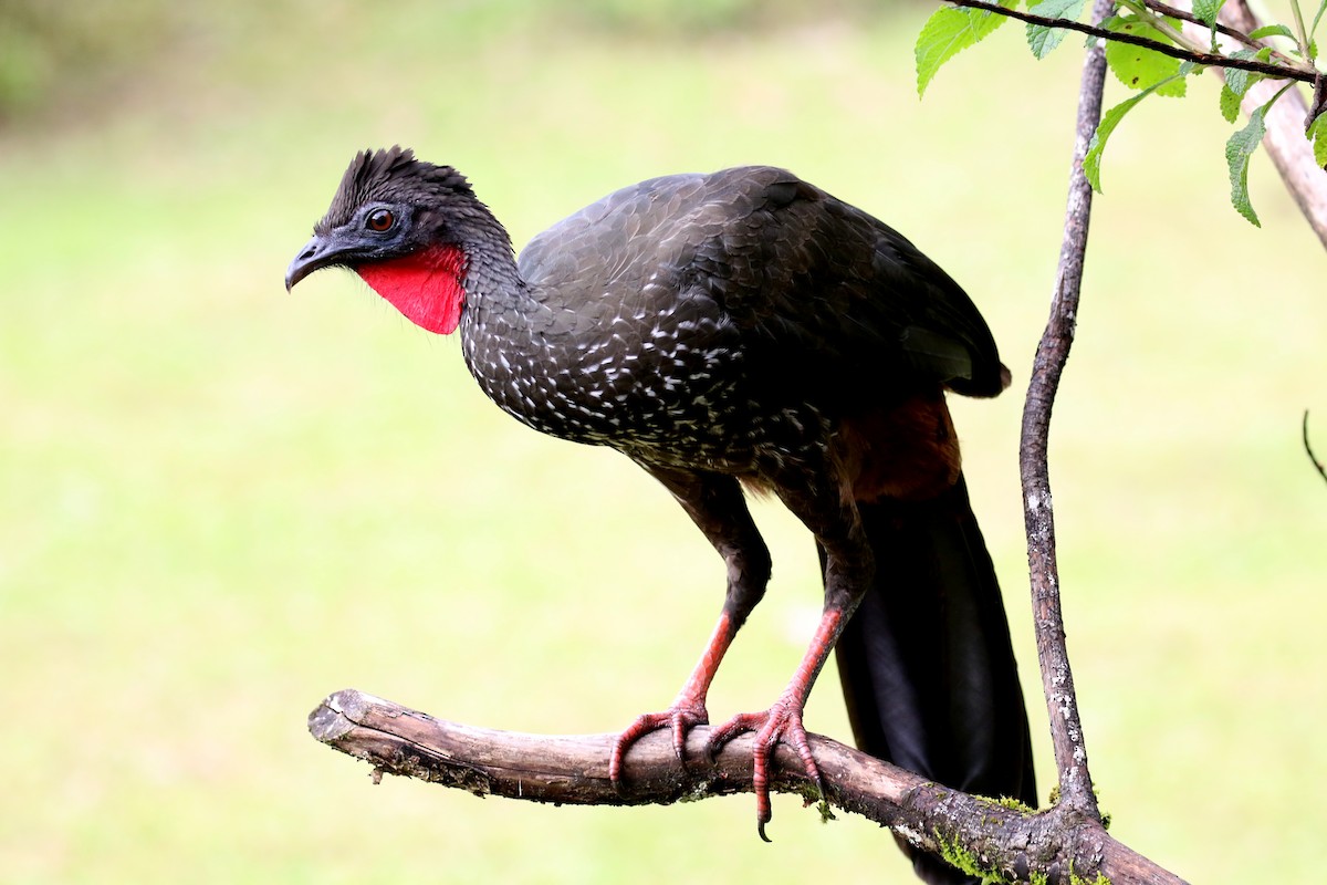 Crested Guan - ML616405802