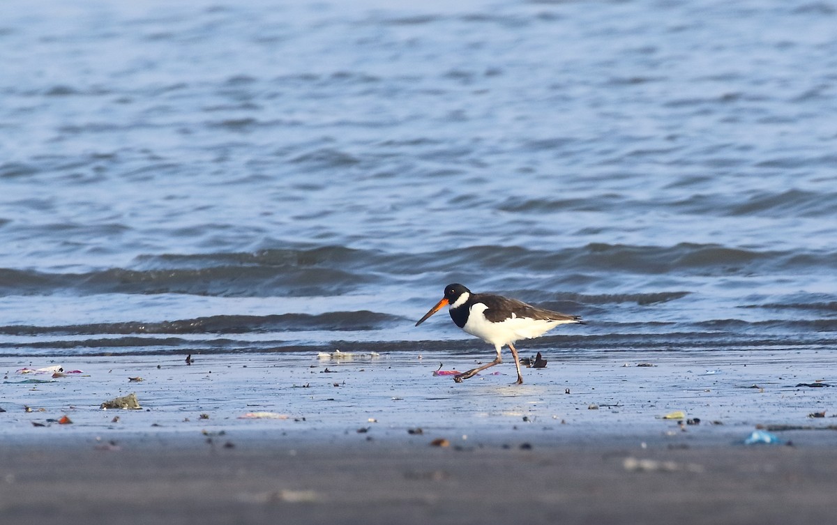 Eurasian Oystercatcher - ML616405813