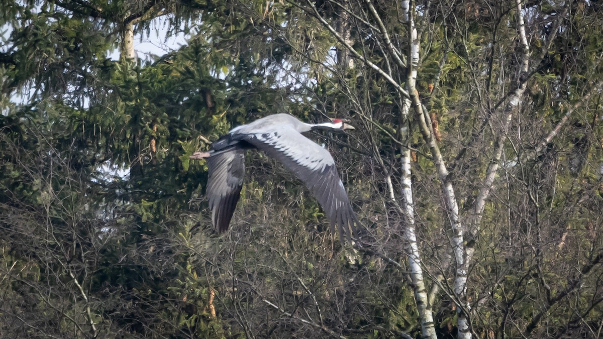 Common Crane - ML616405819