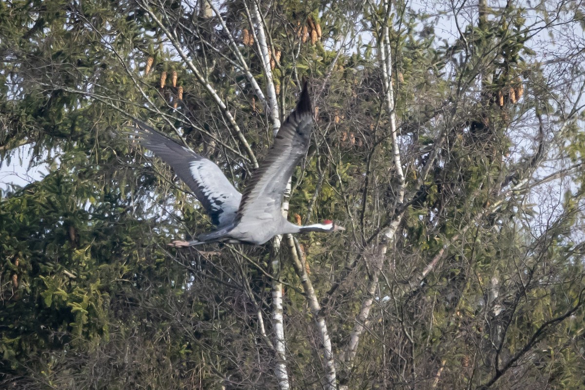 Common Crane - ML616405820