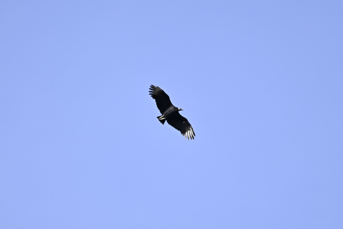 Black Vulture - ML616405835