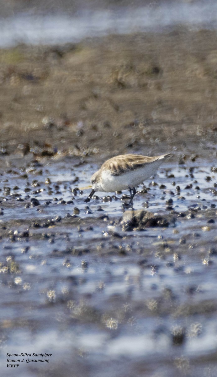 Spoon-billed Sandpiper - ML616405852